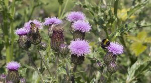 Braid_path_thistles_bees Braid_path_thistles_bees