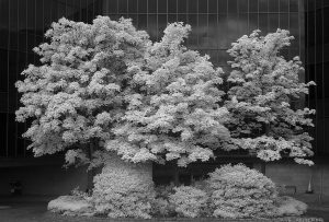 HolyroodParkRoad04ir