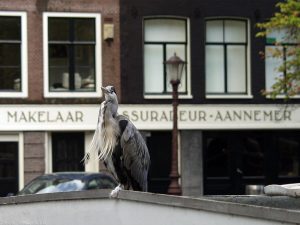 heron heron