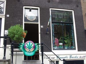 Cannabis College Cannabis College