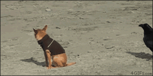 CrowPecksDog CrowPecksDog