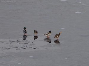 Glencorse0302ice8ducks Glencorse0302ice8ducks