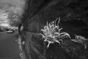 RussellRd2012_60IR RussellRd2012_60IR