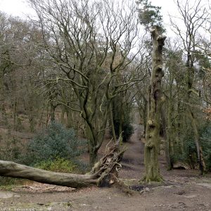 corstorphine_hill20