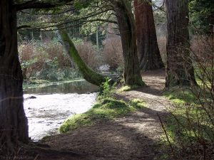 Covenanters Wood
