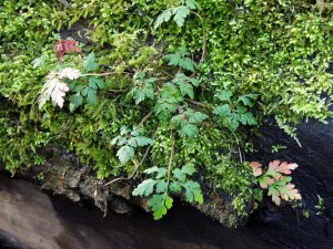 Covenanters Wood