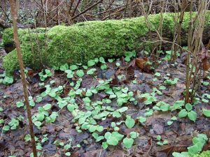 Covenanters Wood