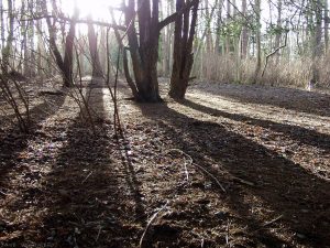 Covenanters Wood