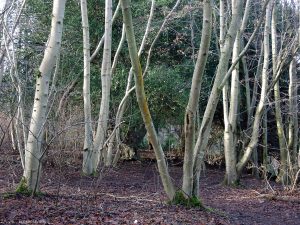 Covenanters Wood