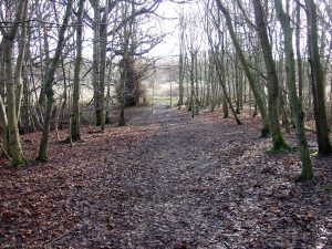 Covenanters Wood