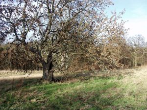 Covenanters Wood