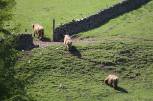 kirkton_cows kirkton_cows