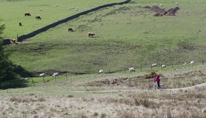 kirkton_cows02 kirkton_cows02