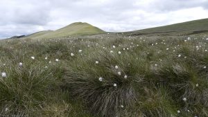 kitchen_moss2011cottongrass00 kitchen_moss2011cottongrass00