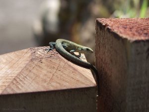 lizard lizard