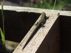 lizard 01 lizard 01