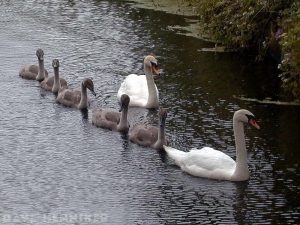 swans_u-canal swans_u-canal