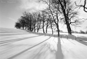 trees_a701snow_a