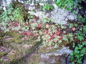 rockflora1