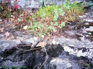 rockflora2