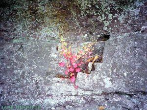 rockflora3