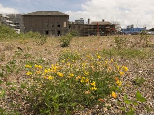 GilmorePark2017(11)
