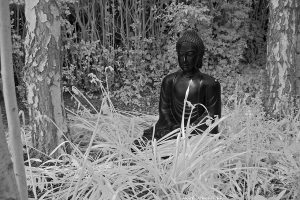 Buddha2ir
