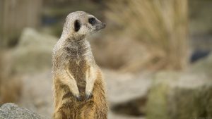 Zoo2018_(03)
