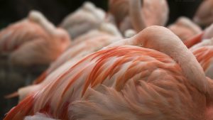 Zoo2018_(05)