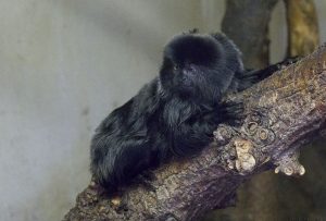 Zoo2018_(06)
