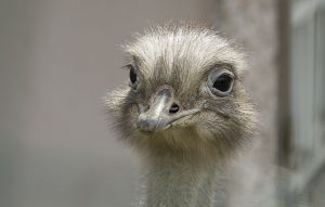 Zoo2018_(07)