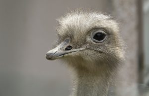 Zoo2018_(08)