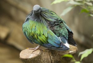 Zoo2018_(12)