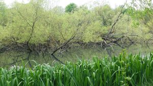 Lochend (03)